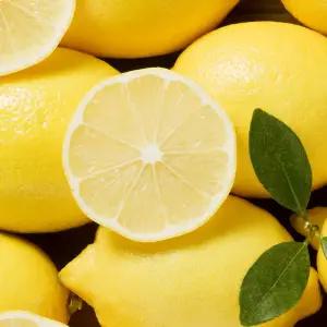 씨없는 레몬 생레몬