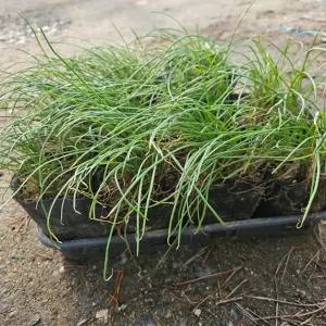 [무 배] 부추 모종 1판 (12개 1판) 2026 새상품