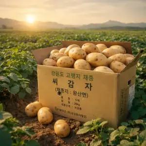 강원도 왕산면 채종 씨감자 두백 10kg 보급종