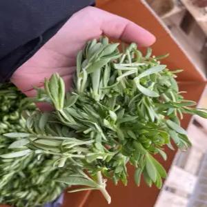 국내산 돌나물 돗나물 돈나물 1KG