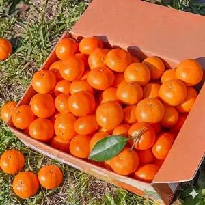 당일수확 제주 서귀포 하우스 비가림 귤 고당도 산지 감귤 3kg 5kg 10kg