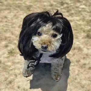 [콩심팥심]ZF 가발 단발 강아지 금잔디