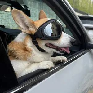 [콩심팥심]블랙 선글라스 강아지 고글 ZF