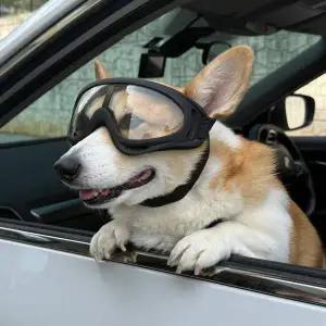 [콩심팥심]투명 강아지 선글라스 고글 ZF