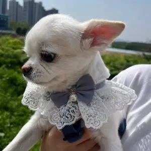 스카프 강아지 레이스 블루 ZF 케이프 S