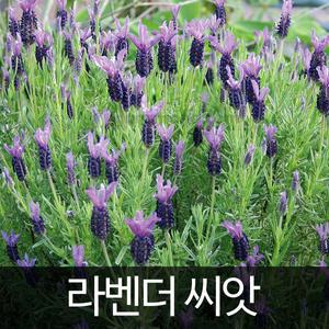 라벤더 씨앗 라벤다 씨앗 허브씨앗 허브씨 종자 100알