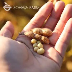 [소화농장] 2025년 왕태 (토종메주콩) 1kg