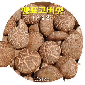 꼬레촌표고 버섯(수입 생표고버섯) 큰size 4kg