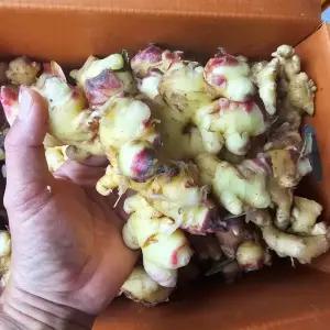 서산 햇 세척 생강 2kg