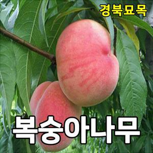 [경북묘목]복숭아묘목/경봉.천도.황도.백도,유실수