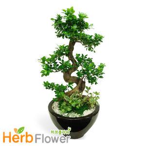 가지마루분재 대형화분 당일꽃배달