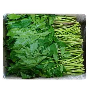 당귀 박스판매 0.8kg~1kg 당귀잎 쌈채소