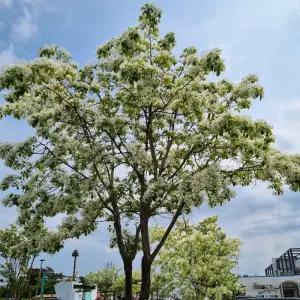 이팝나무 묘목 실생 2년생 특묘 봄꽃 흰꽃 정원수 조경나무 (목하원예조경)