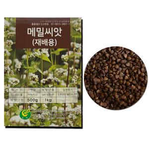 재배용 메밀씨앗 500g 1kg 국내산
