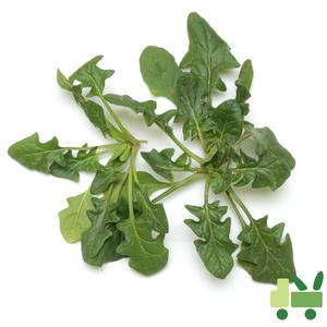 노지 시금치 8Kg