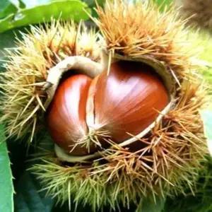 밤나무묘목  옥광밤나무1년생