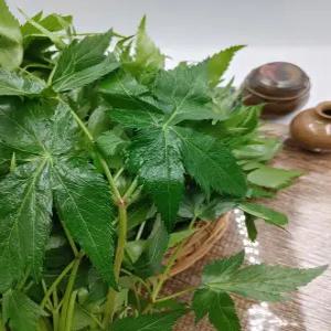 당귀 당귀잎 장아찌용 1kg 내외 야채맘