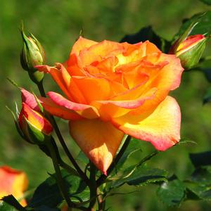 사계줄장미 사계넝쿨 사하라 개화주 장미 묘목