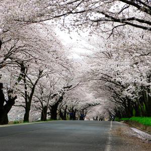 [경남] 하동 쌍계사 십리벚꽃길/화개장터/최참판댁 당일