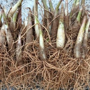 울릉도 얼룩 산마늘 명이나물 5년생 종근(모종) 30촉- 으뜸산채 산나물 산야초 야생화