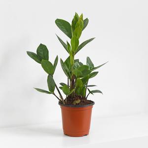 금전수 돈나무 소형 모종 금전운 공기정화 식물