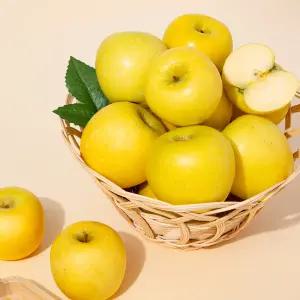 [더조은푸드] 황금사과 시나노골드 가정용 3kg 6과~9과