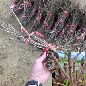 가시오가피나무 묘목 (실생1년생) 특묘 오가피묘목 오갈피 약용수