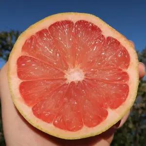 미국 레드자몽 56입 (중과260g내외 56과)