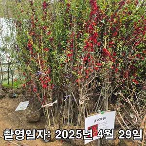 명자나무(흑광) / 다간형 / 1.2~1.5m / 개화주