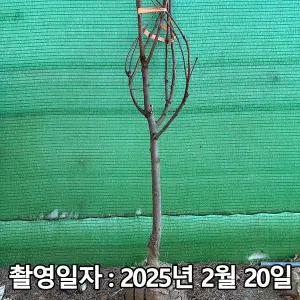 감나무 / 차량단감 / 5년생 / 결실주
