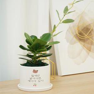 행복한곰 메세지화분 레터링 축하선물 사무실화분 책상 개업 승진 커플 기념일 자유문구 스투키 금전수