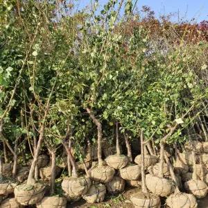 매실나무 / 청매실 / 3년생 / 결실주