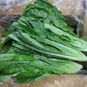 상추 통로메인 담배상추 4kg 박스 야채맘