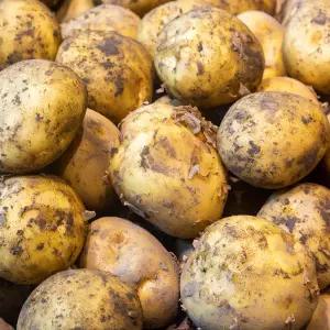 포슬포슬 감자 제주도 화산토 흙감자 제주감자 /중 5kg