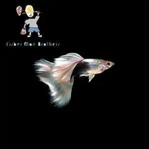 [힘찬열대어] 저먼화이트 구피 1쌍