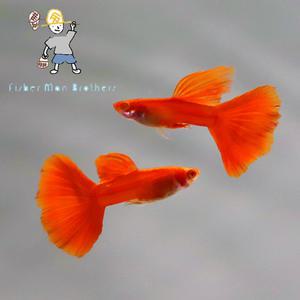 [힘찬열대어] 알비노 풀 레드 구피 1쌍
