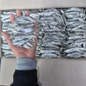 진성수산 완도 최고급 명품 햇 죽방멸치 (대) 1.5kg , 1박스