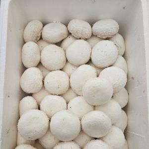 화이트 양송이버섯 2kg 실속 블루베리 포도 자두 마늘쫑 복숭아 토마토 대저토마토 찰토마토 매실 망고