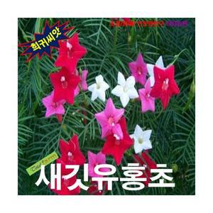 (희귀씨앗) 새깃유홍초 3색혼합 5립