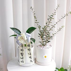 [리본화환] 콩고 올리브나무 스투키 택1 스마일꽃 13cm 화분 오색돌 개업 승진화분