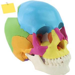 실물 크기 다채로운 인간 두개골 모델 22 부품 이동식 해부학 병원 해골 머리 교육 용품