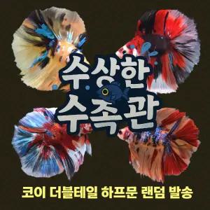 [수상한수족관] [더블테일베타 ] 더블테일 하프문 수컷 베타 / 1마리 / 랜덤발송