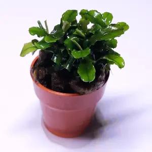 부세파란드라 웨이비그린 1포트