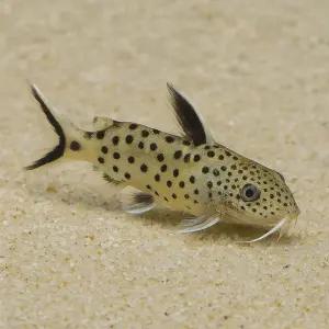 시노돈티스 페트리콜라 2마리