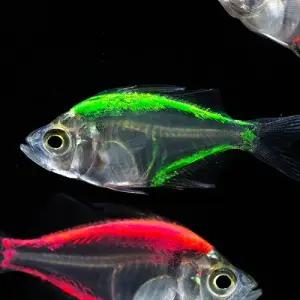 [주니멀열대어]칼라그라스[염색 글라스피쉬] 칼라글라스 테트라(5마리)관상어