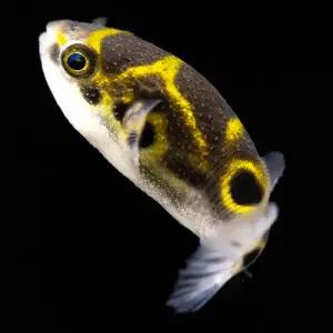 [주니멀열대어]달팽이잡는[복어] 팔자복어(8자 복어)3cm 내외관상어