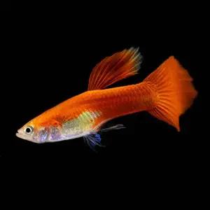 [주니멀열대어][고정구피] 풀레드 구피 1쌍관상어