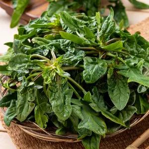 남해 섬초 시금치 500g 1kg 1.5kg 2kg /GA
