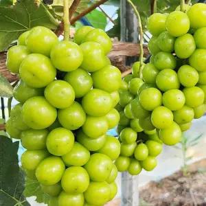 황금열매 고급 망고포도 씨없는 청포도 샤인머스캣 4kg 6-7수