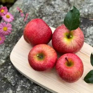 강원도 강릉 고랭지 삽당령 사과 5kg(13과내) 가정용 햇사과 부사